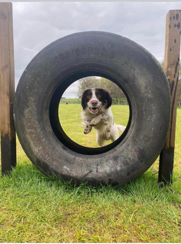 Spaniel at dog park jumping through tyre